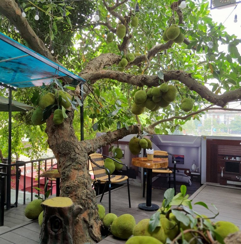 Từng chùm mít chụm vào nhau, nằm la liệt trên sàn tầng 2 khiến ai nhìn thấy cũng trầm trồ