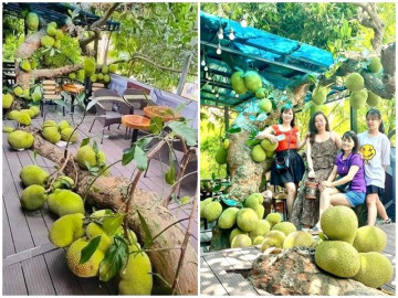 Cây mít sai trĩu quả trong quán cafe, nằm la liệt trên sàn khiến dân tình trầm trồ: Chỉ nhìn thôi đã mê lắm rồi