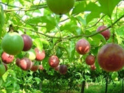 Tiêu dùng - Loại quả xưa có đầy không ai bán, giờ thành món đặc sản mùa hè có vị chua ngọt hấp dẫn, 180.000 đồng/kg