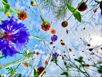 Chụp ảnh dưới góc nhìn của những... con sâu, nhiếp ảnh gia thu về 9 nghìn lượt thích