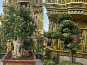 Tin tức - Choáng với vườn bonsai "khủng" trong lâu đài 100 tỷ của đại gia Nghệ An, nổi bật với 2 cây tùng Nhật
