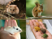 Lifestyle - Điểm danh loạt thú cưng mini thích hợp nuôi trong phòng nhỏ, nhìn thôi cũng đủ mê mẩn!