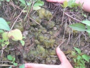 Tiêu dùng - "Lộc trời" mọc trên đá, xuất hiện tua tủa sau mưa, xưa ít người biết giờ thành đặc sản nổi tiếng, 100.000 đồng/kg