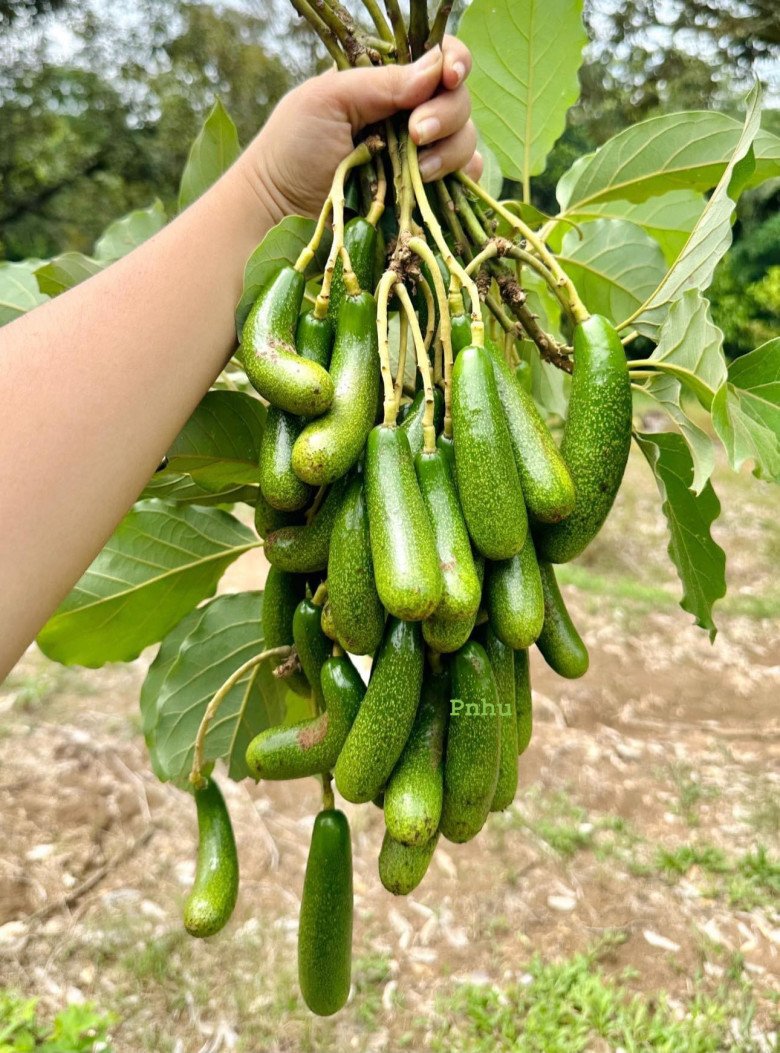 Những quả bơ ngón tay có vẻ ngoài nhỏ nhắn, đáng yêu.