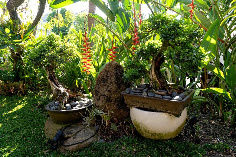 Những chậu bonsai được chăm sóc kỹ lưỡng, kết hợp với các loại cây cảnh và hoa tươi, tạo nên một không gian vườn nhỏ xinh xắn và độc đáo. Đây là nơi Hà Kiều Anh thường dành thời gian để thư giãn và tận hưởng thiên nhiên.