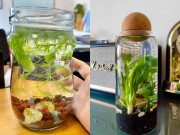 Nhà đẹp - 10X trồng cây thủy sinh tại văn phòng, đồng nghiệp lần lượt học theo, thành quả thật mỹ mãn