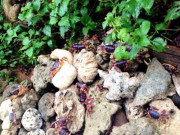 Tiêu dùng - Đặc sản "hiếm có khó tìm", xưa không ai biết đến nay dân thành phố săn lùng vì có hương vị lạ, 2 triệu đồng/kg