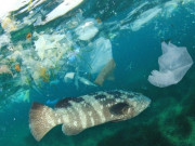 Sức khỏe - Việt Nam thuộc Top các nước tiêu thụ hạt vi nhựa nhiều nhất thế giới, thực phẩm nào dễ ngấm hóa chất này nhất?