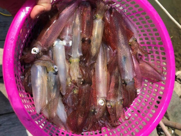 Đặc sản nổi tiếng chỉ có ở Nghệ An, dân thành phố săn lùng vì tươi ngon, ăn một lần nhớ cả đời