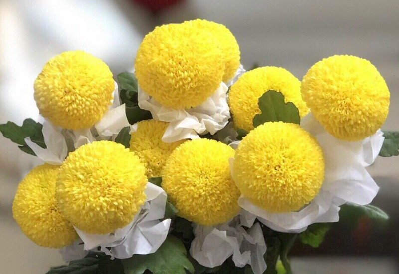 Ngoài những loại hoa trên, cúc pingpong cũng là sự lựa chọn tốt cho bình hoa cúng trên bàn thờ vào dịp Tết Đoan Ngọ.
