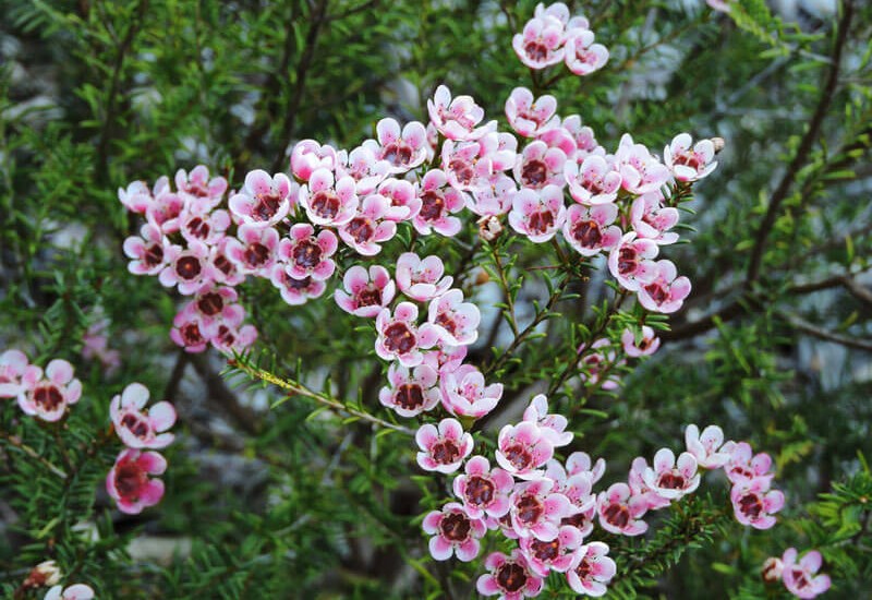 Hoa thanh liễu có vẻ đẹp nhẹ nhàng, tươi lâu (kéo dài từ 3-4 tuần) và tỏa ra mùi hương thoang thoảng, dễ chịu, phù hợp với không gian trang nghiêm, thanh tịnh.

