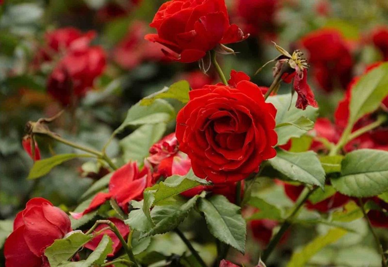 Màu đỏ tượng trưng cho sự may mắn nên hoa hồng đỏ cũng là một trong những loại hoa mang đến may mắn cho gia chủ.
