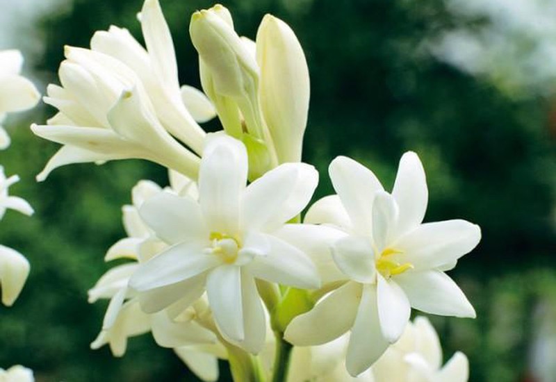 Hoa huệ tượng trưng cho sự sung túc, no đủ vì vậy chọn loài hoa này để làm hoa thờ cúng là một lựa chọn đúng đắn. Nó có thể giúp gia đình luôn được đầy đủ, sung túc và giàu sang, tránh xa bệnh tật.

