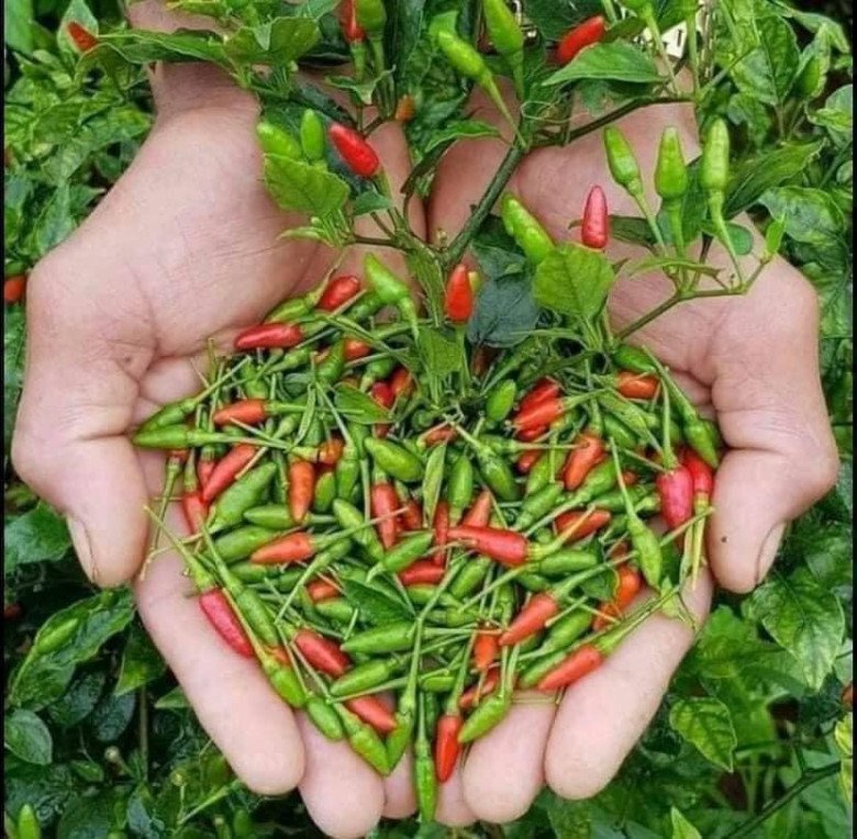 Ớt bay có kích thước bé nhưng mùi thơm, vị cay không gắt