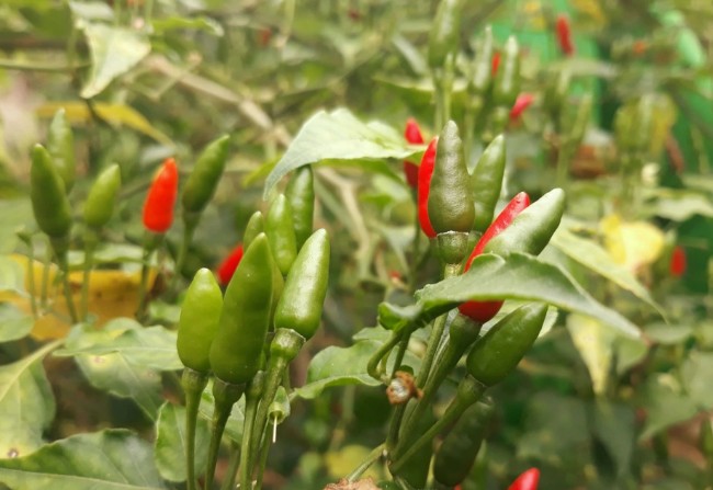 Khoảng tháng 3 người dân bắt đầu gieo hạt, 3 tháng sau đã có thể thu hoạch quả rồi bán cho thương lái.