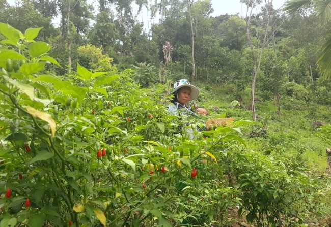 Cây ớt này mọc tự nhiên ở những nơi đất cằn cỗi, nếu đem về trồng ở vườn thì hương vị không ngon bằng