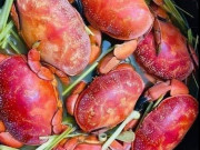 Tiêu dùng - Đặc sản ở Quảng Ninh có tên kỳ cục, xưa không ai biết đến nay bao người mua về thưởng thức, 250.000 đồng/kg
