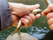 Lifestyle - Đặc sản hiếm có khó tìm, dân thành phố ưa chuộng vì thơm ngon đặc biệt, muốn ăn phải đến nơi này