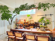 Nhà đẹp - 5 cây xanh hấp thụ khí độc hại cực tốt, dễ chăm và đẹp hơn cả trầu bà