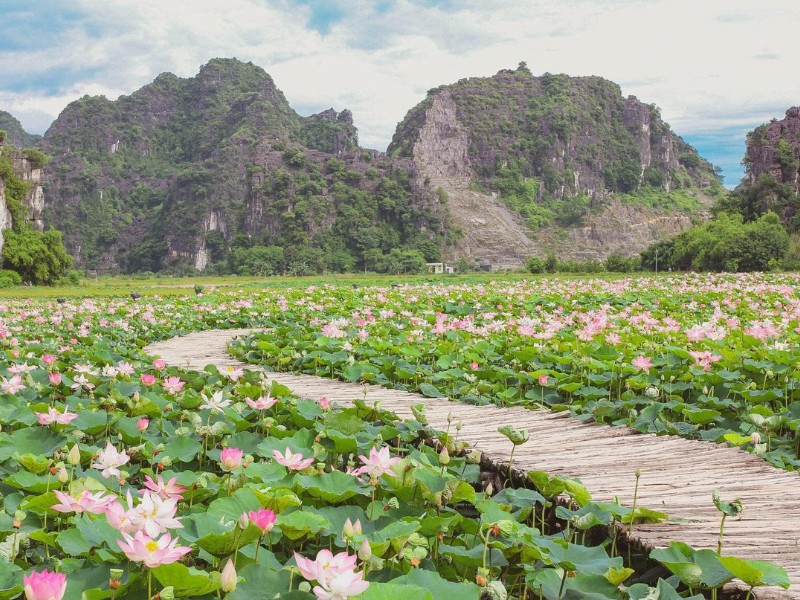 Đầm sen Hang Múa khi vào mùa gây ấn tượng với khung cảnh bạt ngàn hoa sen khoe sắc trắng, hồng giữa những tán lá xanh ngắt. (Ảnh: Huy Tuấn)
