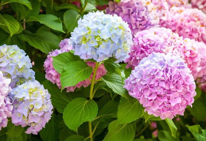 Vào tháng 6, tháng 7, hầu hết hoa cẩm tú cầu vẫn nở rộ. Bạn có thể nhân giống loài hoa này vào mùa xuân và mùa hè, tỷ lệ sống rất cao. Khi giâm cành, cần chọn cành khỏe mạnh, có ít nhất 2 mắt.
