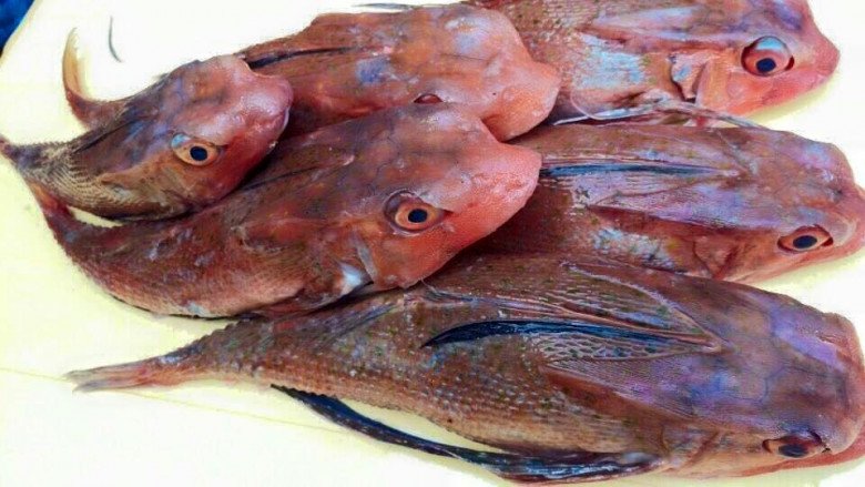 Cá tắc kè có hình dáng khá giống với con tắc kè, mấy năm nay được rao bán trên chợ mạng khiến nhiều bất ngờ