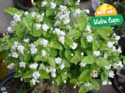 Nhà đẹp - Trồng hoa nhài phải chăm làm 3 việc, hoa cứ tàn lại nở, cả trăm bông một chậu