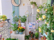 Nhà đẹp - Sau 15 năm trồng hoa, tôi phát hiện 8 loại hoa giâm cành mùa hè có tỷ lệ sống cao