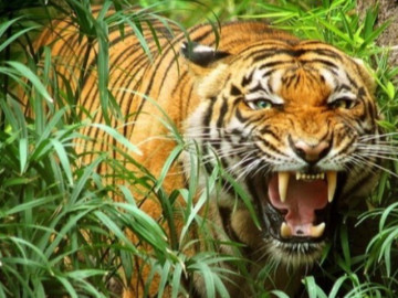 Kế hoạch ứng phó với hổ lớn được cho là xuất hiện tại Quảng Bình