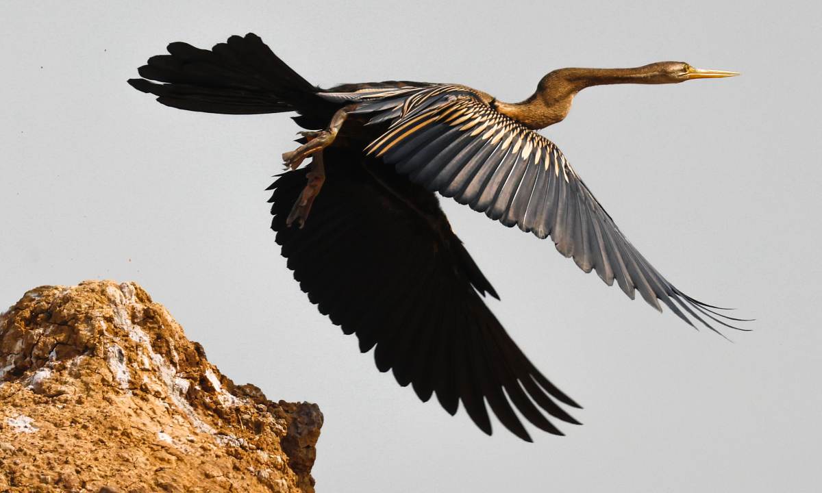 Tràm Chim - Vương quốc chim và hoa nước - 7