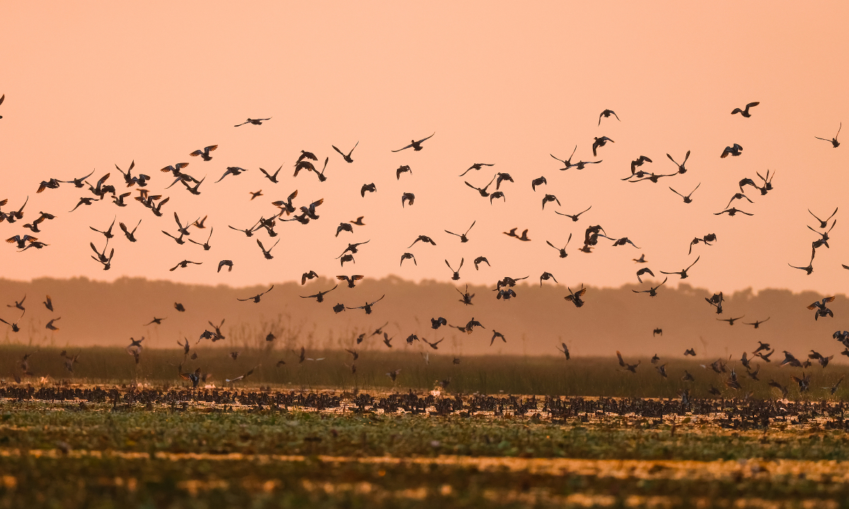 Khung cảnh hoàng hôn ở Tràm Chim.