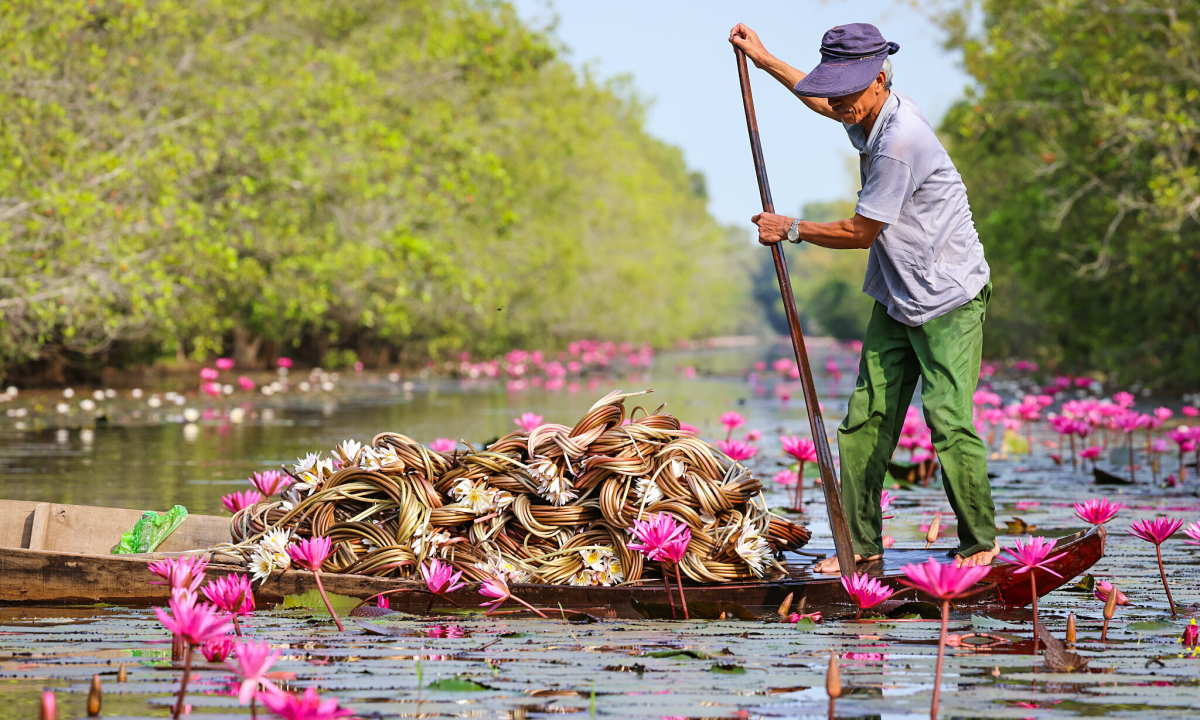 Tràm Chim - Vương quốc chim và hoa nước - 12