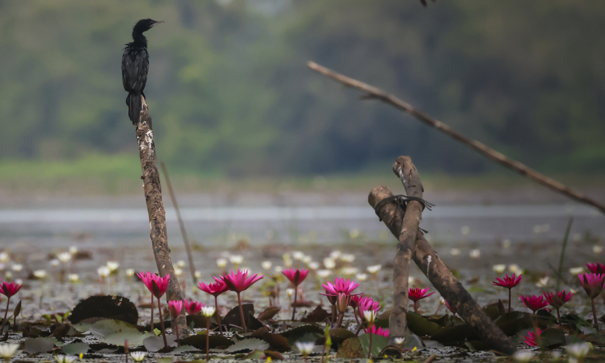 Tràm Chim - Vương quốc chim và hoa nước - 4