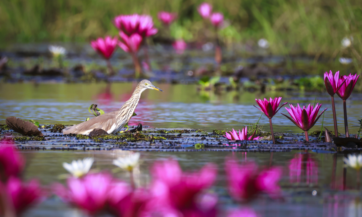 Tràm Chim - Vương quốc chim và hoa nước - 11