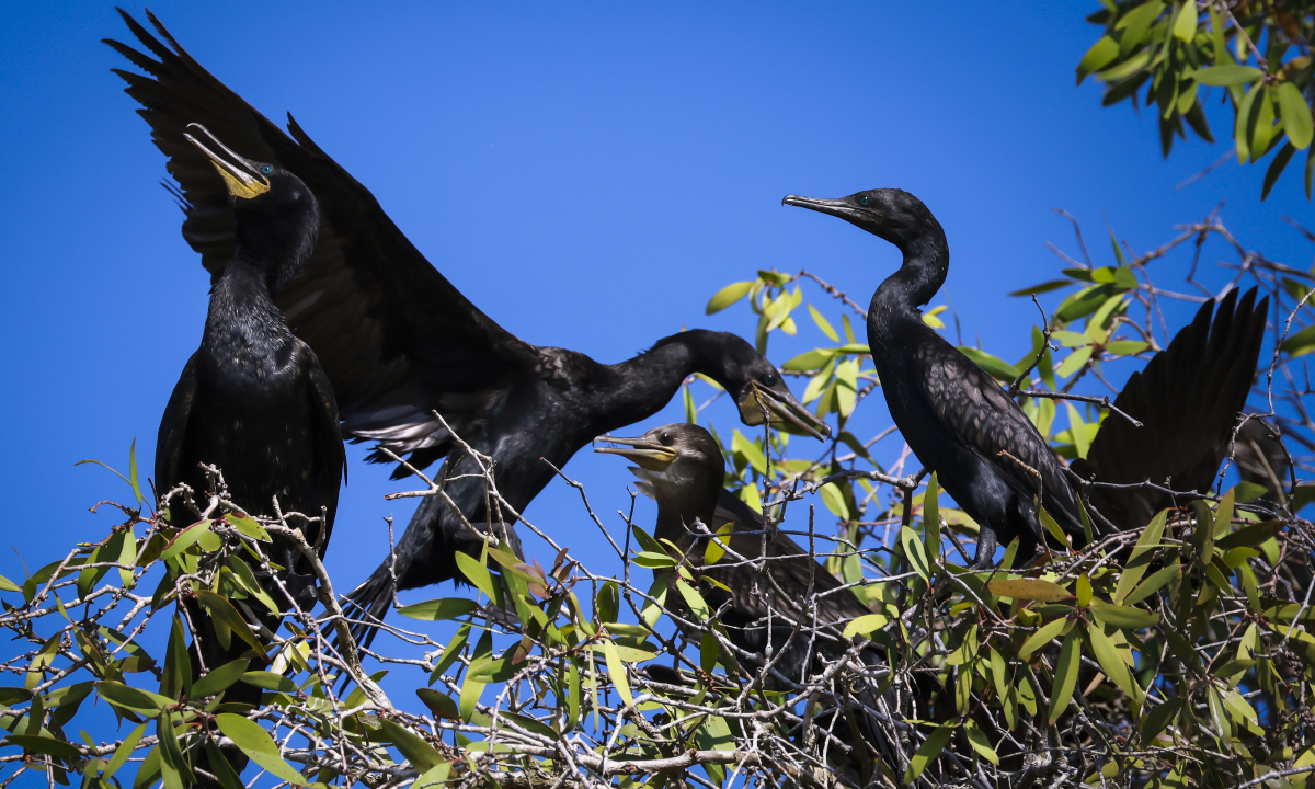 Trong hình là chim cốc đế, loài chim quý thường sinh sống ở vùng Tây Nam Bộ, ảnh chụp tháng 1.