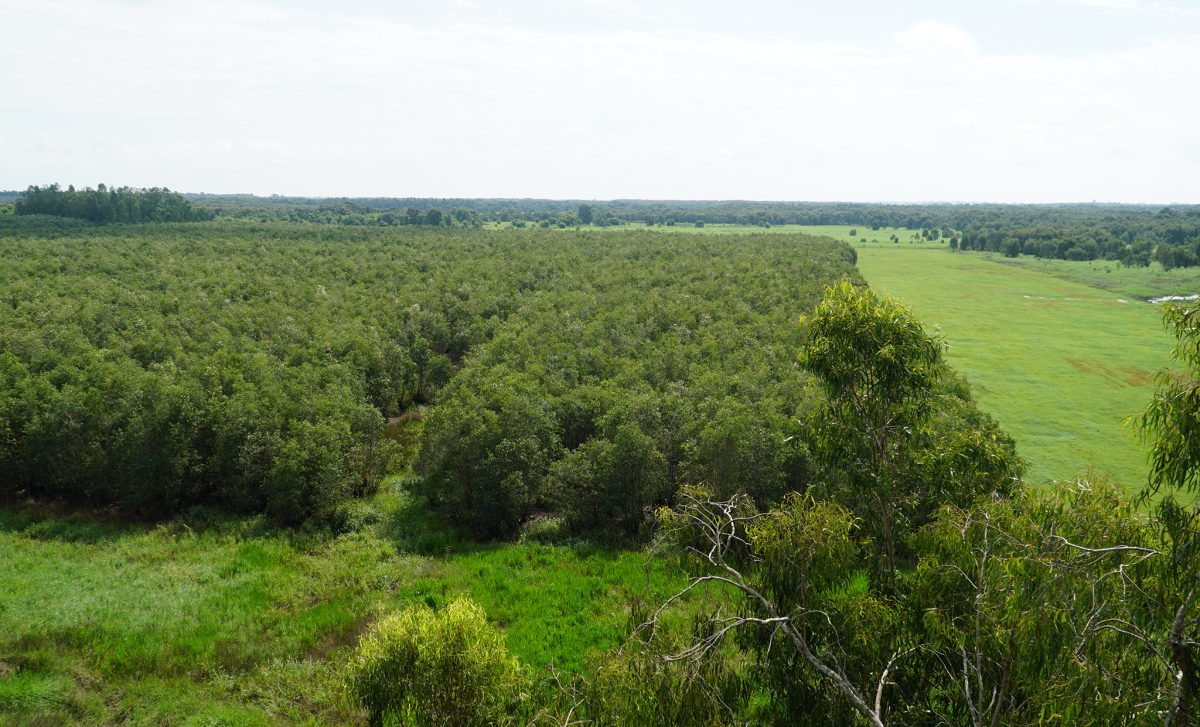 Trong hình là mảnh xanh ở Vườn quốc gia Tràm Chim nhìn từ trên cao, năm 2023. Ảnh: Ngọc Tài