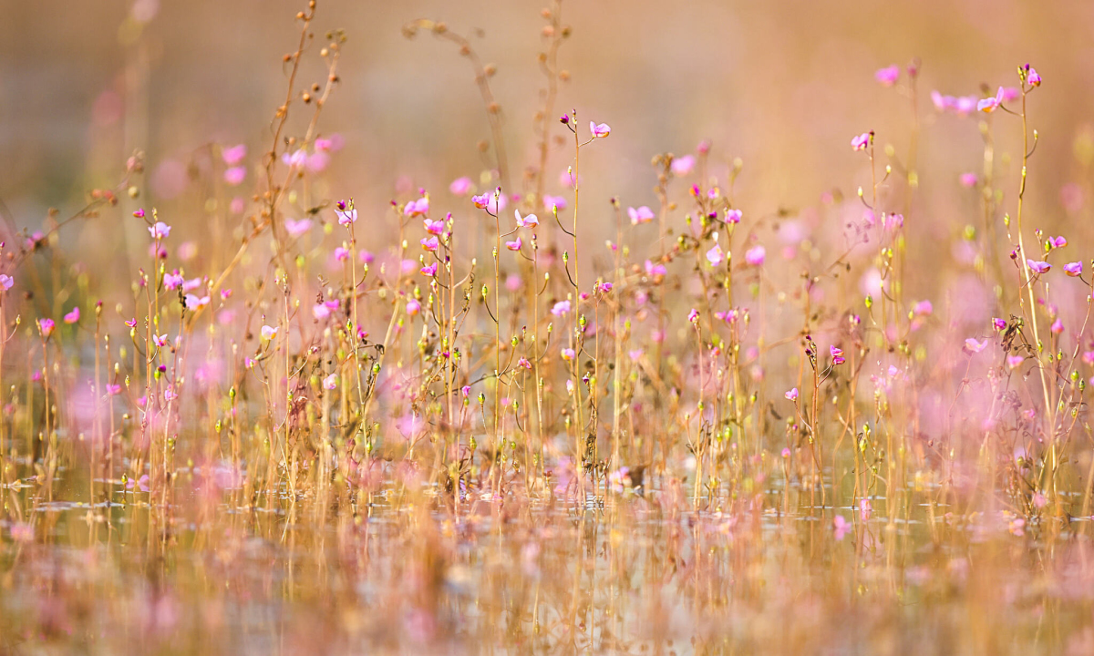 Thảm hoa nhĩ cán tím bung nở một góc cánh đồng năm 2021.