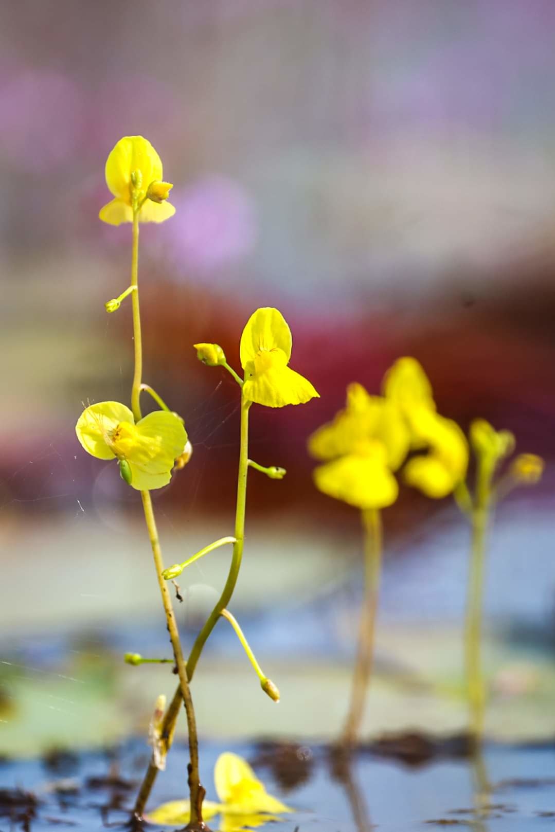 Tràm Chim - Vương quốc chim và hoa nước - 13