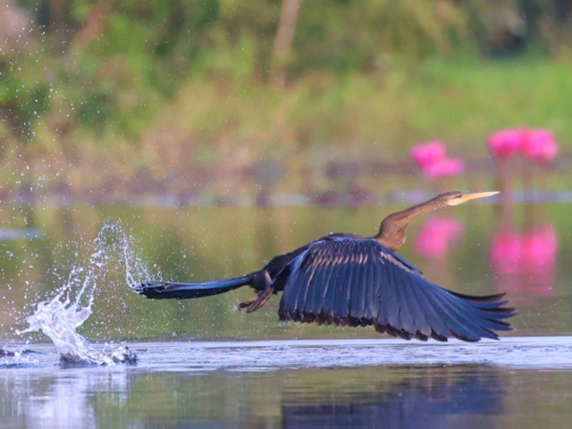 Tràm Chim - Vương quốc chim và hoa nước