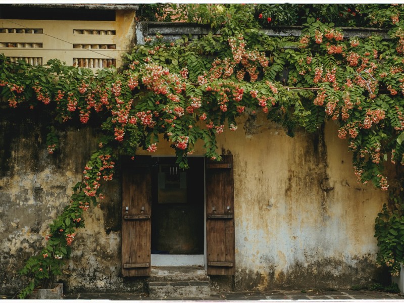 Nụ hoa màu trắng hoặc vàng nhạt, khi mới nở có màu trắng sau đó chuyển sang màu hồng và cuối cùng chuyển sang màu đỏ rực. (Ảnh: Như Như Ý)
