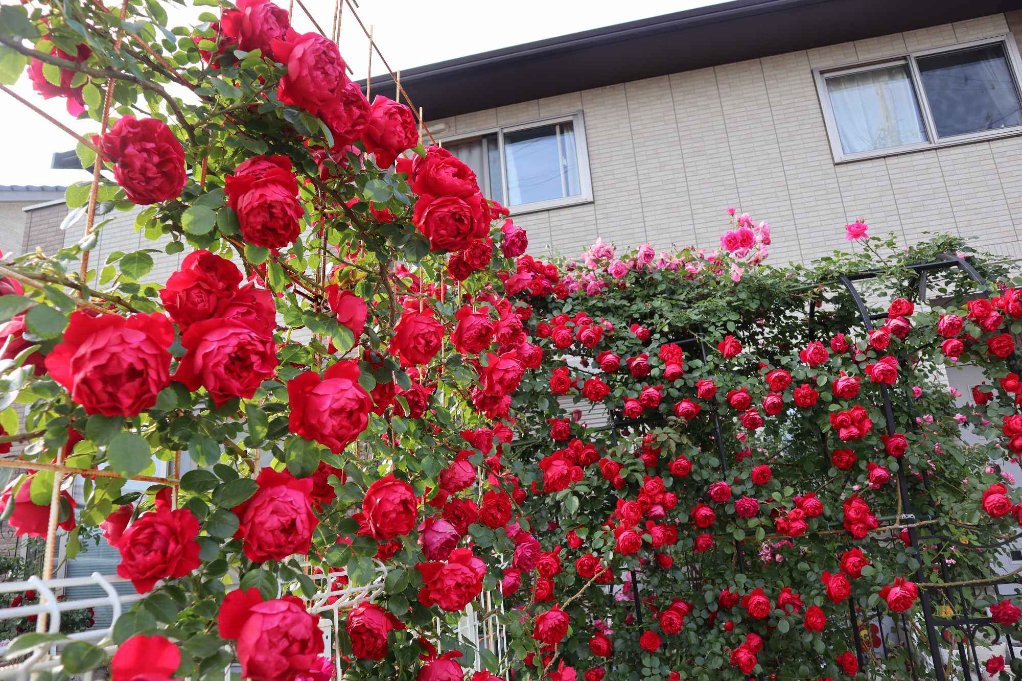 Mẹ Việt chi 60 triệu cải tạo vườn ở Nhật: Rau thơm đủ loại, hoa hồng đua nhau khoe sắc rực rỡ - 10