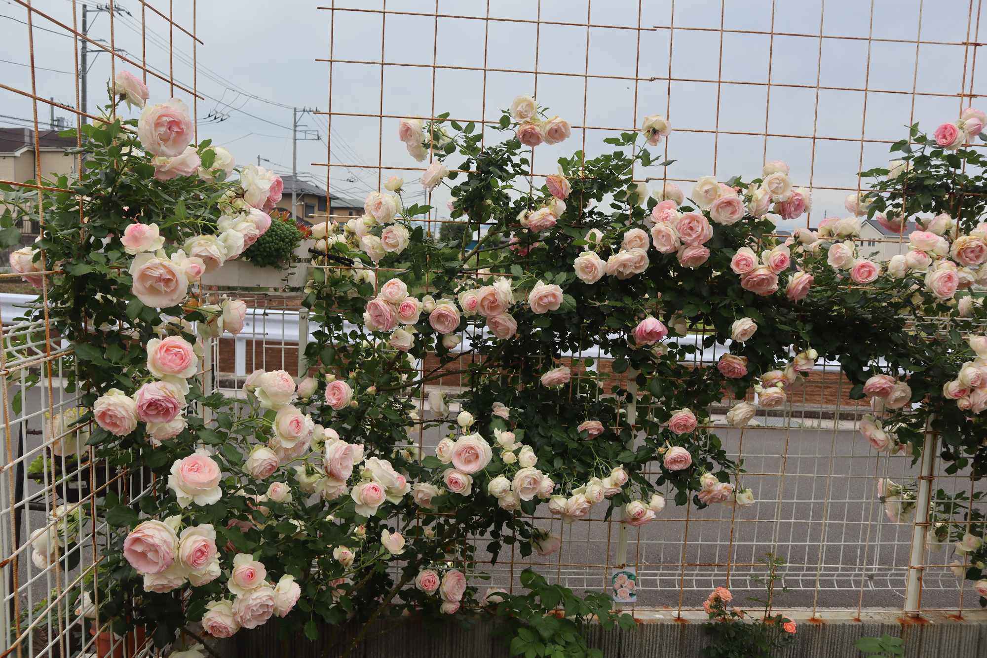 Mẹ Việt chi 60 triệu cải tạo vườn ở Nhật: Rau thơm đủ loại, hoa hồng đua nhau khoe sắc rực rỡ - 12