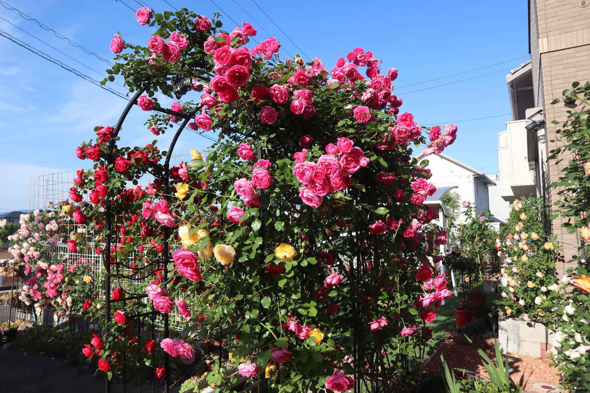 Mẹ Việt chi 60 triệu cải tạo vườn ở Nhật: Rau thơm đủ loại, hoa hồng đua nhau khoe sắc rực rỡ - 8