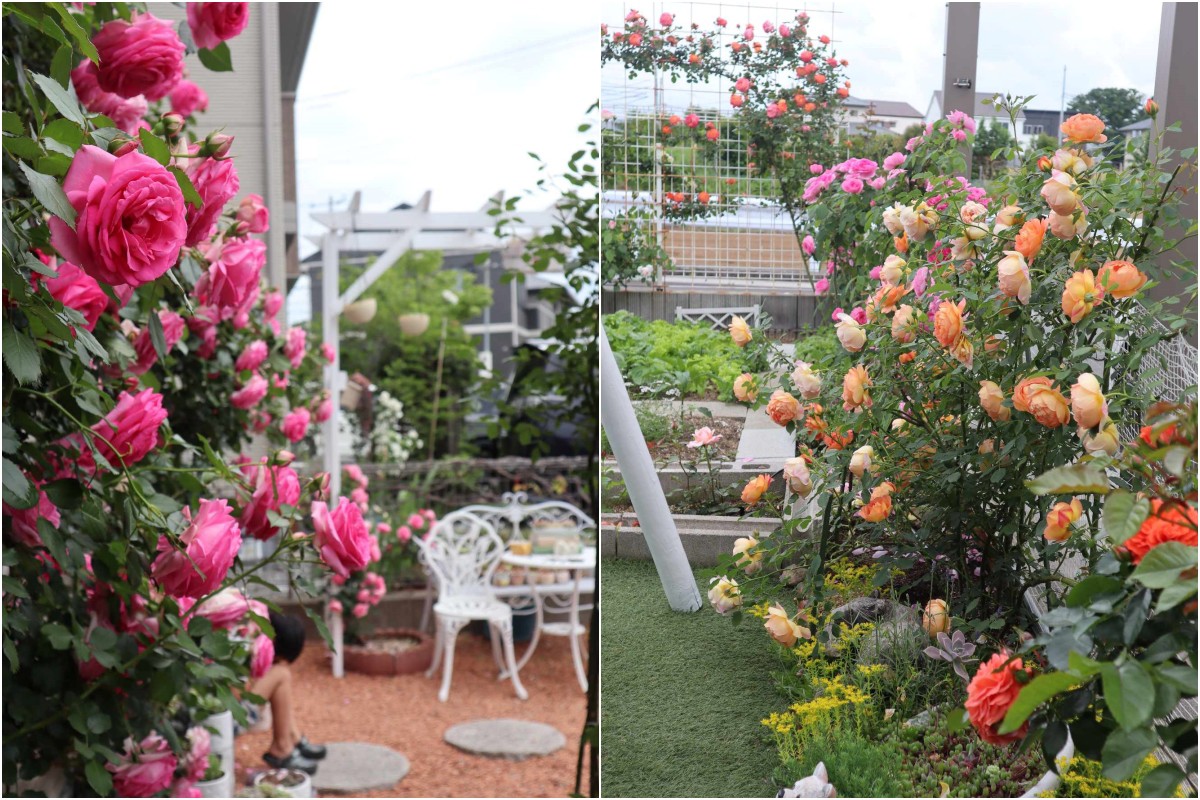 Mẹ Việt chi 60 triệu cải tạo vườn ở Nhật: Rau thơm đủ loại, hoa hồng đua nhau khoe sắc rực rỡ - 9