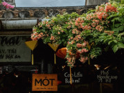 Lifestyle - Hội An mùa này rực rỡ bởi 1 loài hoa có tên lạ, vừa đẹp vừa thơm làm cho du khách mê đắm