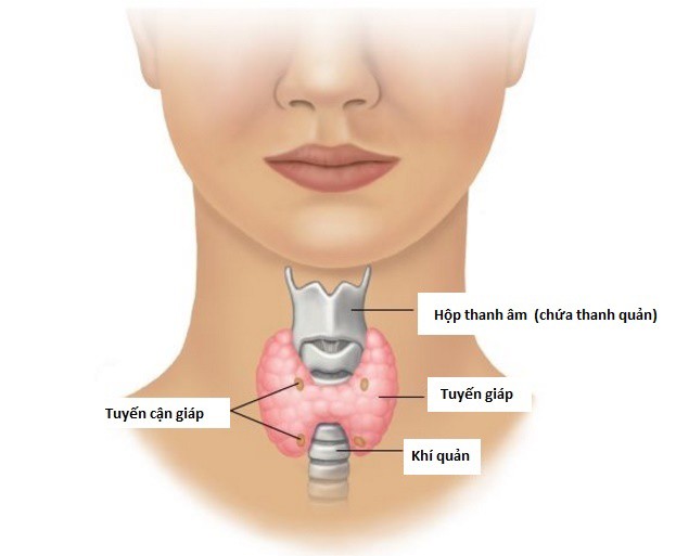 Giải phẫu tuyến giáp và tuyến cận giáp. Ảnh minh họa từ Bệnh Viện K.