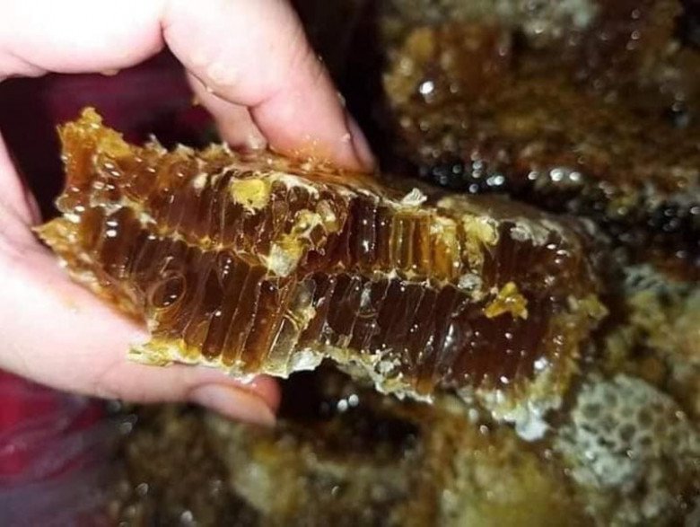 Mật ong sâm Ngọc Linh vô cùng quý hiếm, không phải ai cũng mua được