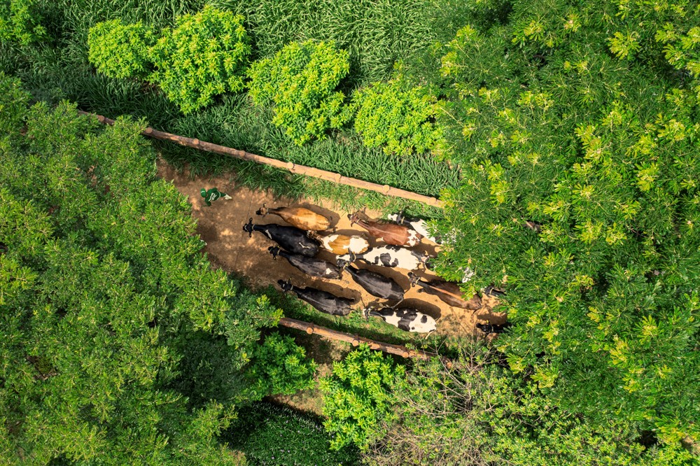 Lượng carbon trung hòa của trang trại Green Farm tương đương 30.000 sân bóng phủ đầy cây xanh, lượng nước tuần hoàn tương đương 86 hồ bơi Olympic…