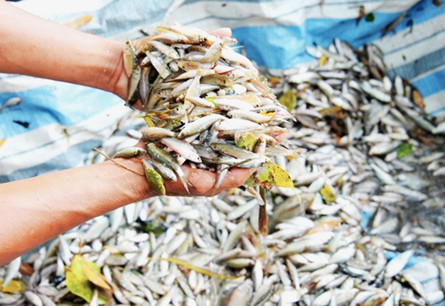 Cá linh được người dân miền Tây ví như sản vật trời ban, những món ăn từ con cái này chứa đựng nét tinh túy của ẩm thực miền sông nước