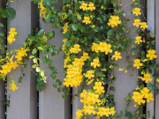 Nhà đẹp - Cây dây leo mọc hoang “đổi vận” thành cây cảnh tuyệt đẹp, nở quanh năm tựa thác hoa, trồng cực đơn giản